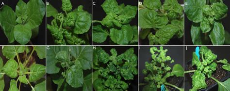 Symptoms Exhibited By N Benthamiana Plants Inoculated To Examine The