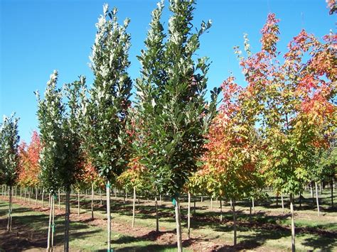 Tree Gallery Oregon Turf And Tree Farms