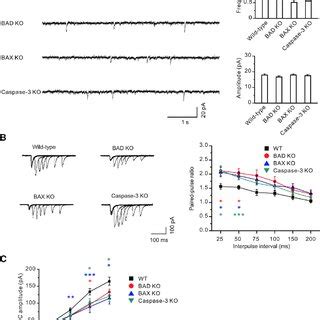 Presynaptic Release Is Diminished In BAD BAX And Caspase 3 KO Mice