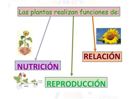 Ciencias Naturales y Educación Ambiental Función de relación en plantas