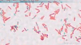 Bacilli: Definition, Types & Examples - Video & Lesson Transcript | Study.com