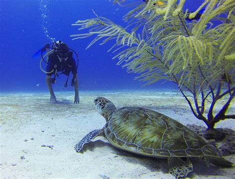 Belize SCUBA Diving Tours | Hol Chan | Blue Hole | Turneff Atoll