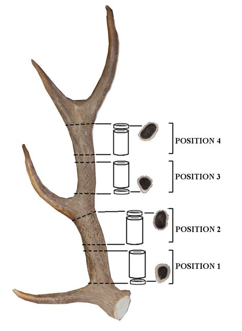 Deer Antler Anatomy Atelier Yuwaciaojp