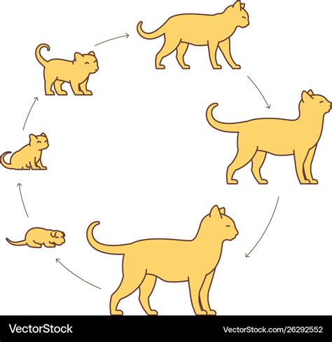 Cat Growth Stages