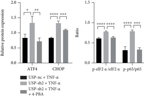 Ers Signaling Inhibitor 4 Pba Reverses Chondrocyte Proliferation Download Scientific Diagram