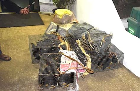 Look Over 100 Palawan Mynas Rescued From Poacher