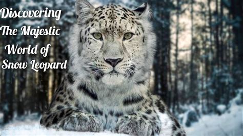 Discovering The Majesty Of Snow Leopards The Most Elusive Big Cat