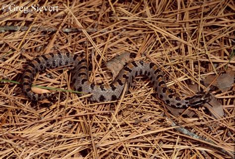 Pygmy Rattlesnake | State of Tennessee, Wildlife Resources Agency