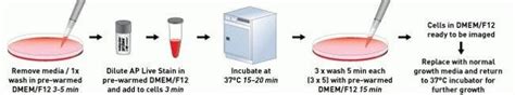 Alkaline Phosphatase Live Stain Thermo Fisher Scientific