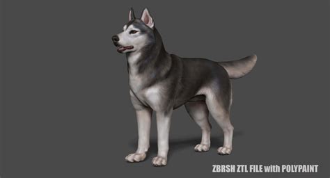 Siberian Husky 3d Model By Laddari3d