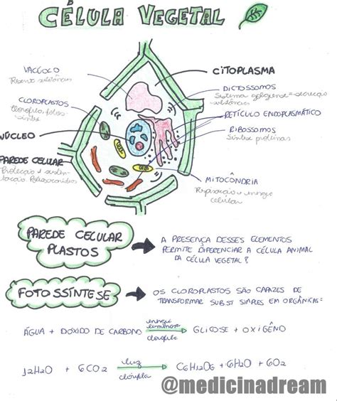 C Lula Vegetal Quest Es De Biologia Resumos Enem Biologia Citologia