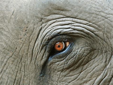 Elephants seen mourning dead loved ones long after they’ve gone