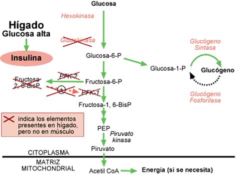 Problemas De Regulaci N Del Metabolismo De Carbohidratos Hot Sex