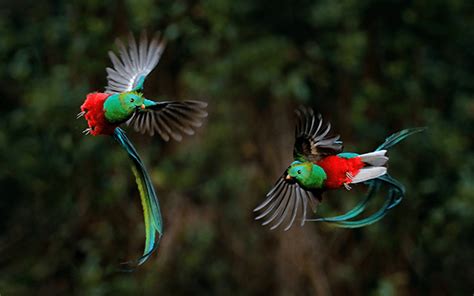 ケツァール 最も美しいと称される幻の鳥を見に行く旅｜海外旅行のstw