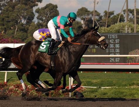 ZENYATTA - Zenyatta the racehorse Photo (26850393) - Fanpop