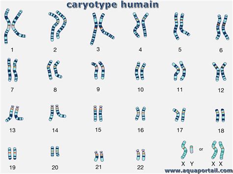 Caryotype D Finition Et Explications