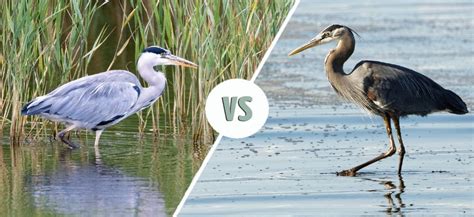 Grey Heron vs Great Blue Heron: How To Tell the Difference - Optics Mag