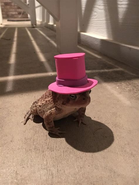 This Guy Creates Funny Hats For The Friendly Toad That Lives On His