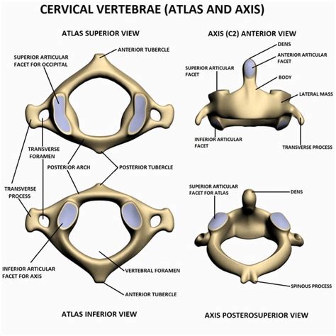 Atlas Of Clinical Gross Anatomy Download - mixecut