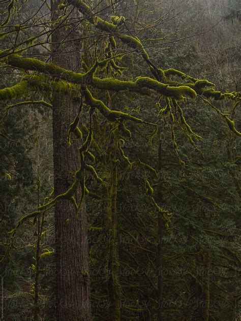 "Moss Covered Evergreens" by Stocksy Contributor "Ryan Matthew Smith ...