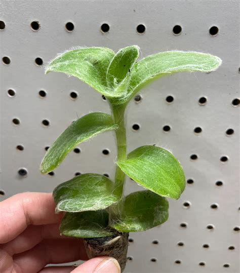 Tradescantia Velvet Hill Sillamontana Starter Plant Hannah Gardens