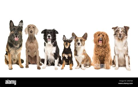 Major Groups Of Dogs