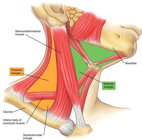 Other Terms: Sternocleidomastoid muscle, Musculus ...