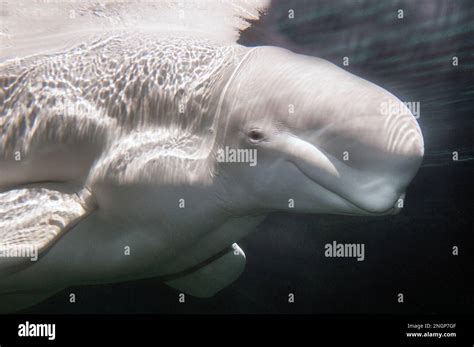 beluga whale underwater swimming right, medium shot Stock Photo - Alamy