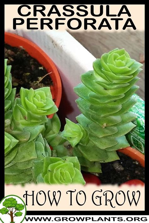 How To Grow Crassula Perforata Growing Succulents Growing Plants