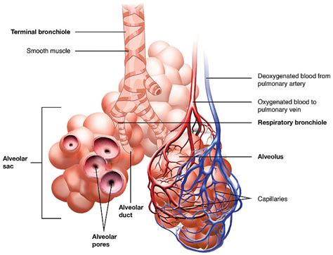 Difference Between Alveoli and Nephron | Definition, Structure ...