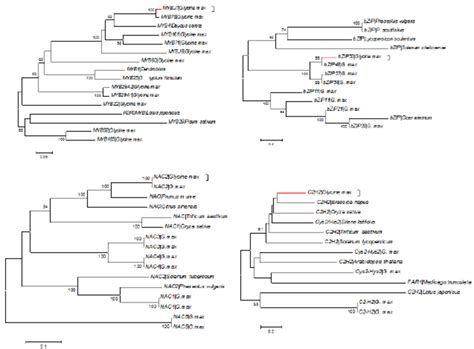 Phylogenetic Tree Analysis Of Predicted Amino Acid Sequences Of Soybean