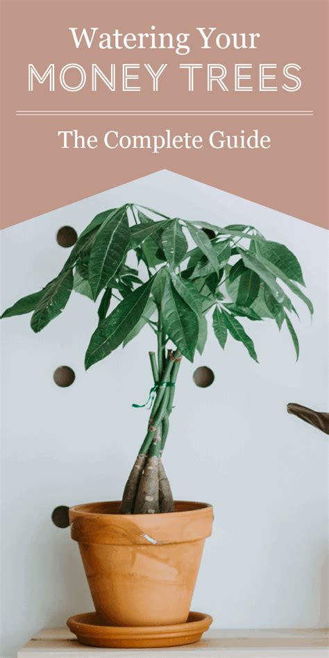 Watering Money Trees A Complete Guide The Healthy Houseplant