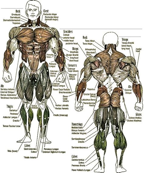 Anatomy - Muscular Training