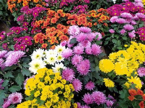 10 Common Annual Flowers to Grow in Your Garden