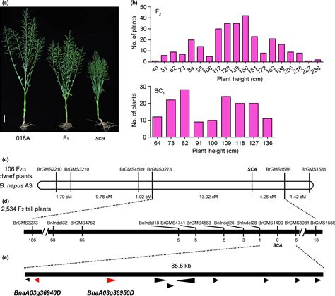 An Auxin Signaling Gene Bnaa3 Iaa7 Contributes To Improved Plant Architecture And Yield