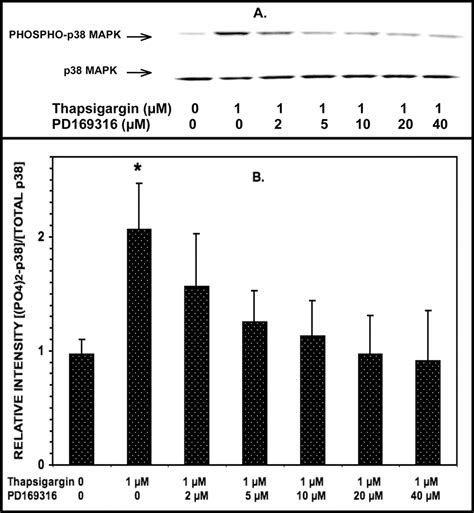 Group Via Pla2 Ipla2β Is Activated Upstream Of P38 Mitogen Activated Protein Kinase Mapk In