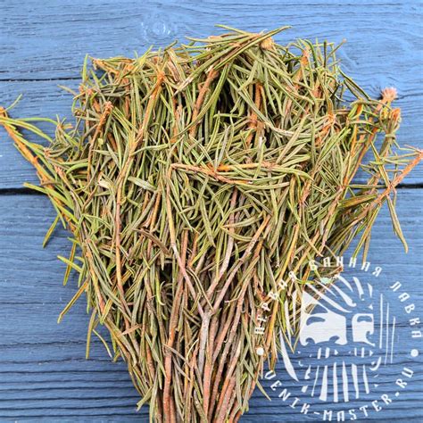 Багульник - Первая Банная лавка venik-master.ru