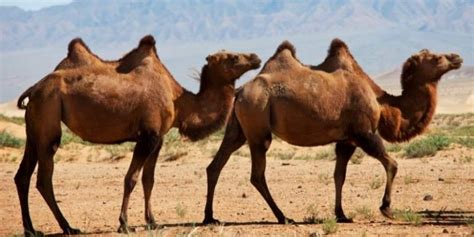 3 Different Types of Camels with Origin and Facts | Farming Base