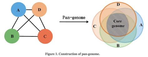 Pangenome Analysis