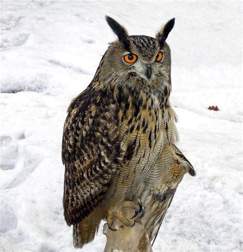 Eurasian eagle-owl - Wikiwand