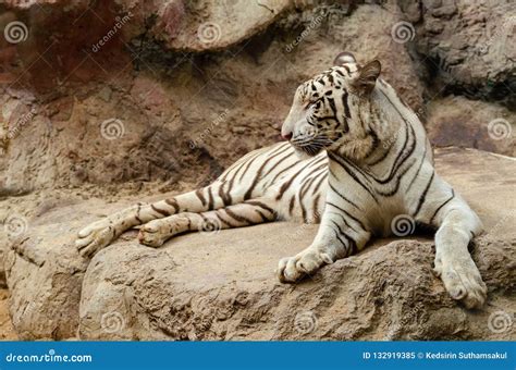 White Bengal Tiger Portrait Stock Image Image Of Amur Predator