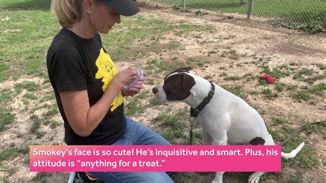 Meet Smokey The Nebraska Humane Society S Pet Of The Week Available