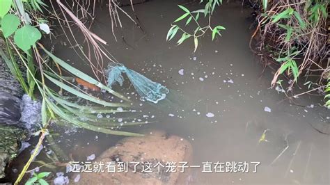 臭水沟放了三个笼子，虽然空了一笼，但是照样抓了几条雷龙跟塘角鱼腾讯视频