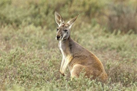 Red Kangaroo in Australia 25931843 Stock Photo at Vecteezy