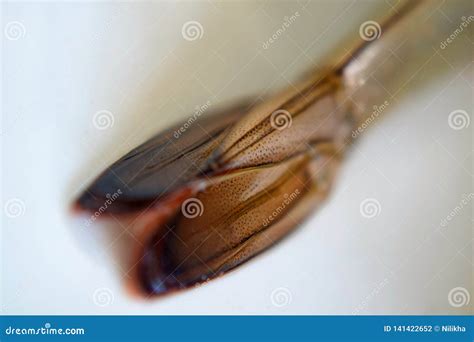 Shrimp tail stock photo. Image of photograph, detail - 141422652