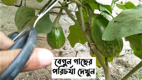 বেগুন গাছের পরিচর্যা করে অধিক ফলন ফলান Caring For Eggplant Plants