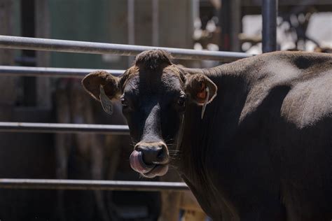 Estudio revela que el cáñamo droga a las vacas los humanos podemos