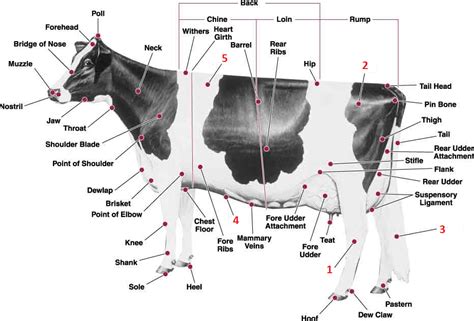 Parts Of A Beef Cow Diagram A Barbecue Steaks Breakdown For