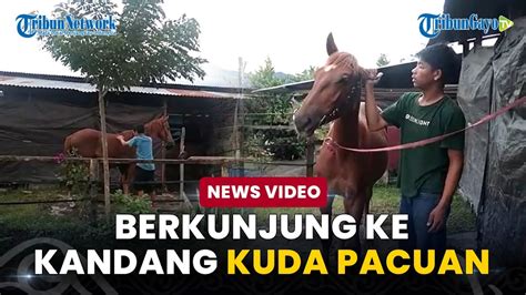 Berkunjung Ke Kandang Kuda Pacuan Youtube