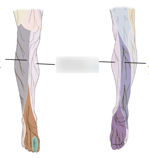 Cutaneous Innervation Of The Leg Diagram Quizlet